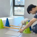 보리 | 예은동물병원 슬개골수술 170일차 경주마가된 보리 후기