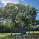 민속마을탱자나무 이미지