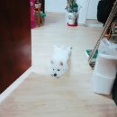 달달하개 | [공지] ​[오늘도 달달하개] 지나친 관심은 사절! 도도한 '또이' 이야기 (재패니즈 스피츠 성격 &amp; 특징)
