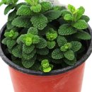 애플민트 이미지