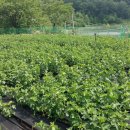 명성2농장 이미지