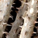 범골토종닭 이미지