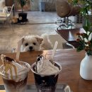 베스애견 | [(치앙마이)애견동반] MZ들이가는 신상 브런치까페 : 프린지(Fringe) 꼭 강추하는 🔥내돈내산 🔥