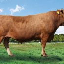 국립축산과학원 한우연구소 이미지