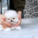 털복숭이친구들 | 성북강아지분양 털복숭이 친구 만날 준비 되셨나요