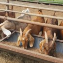 진안보어농장 이미지