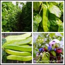 무돌팜 | 무등산청정이서에서 자란 [무농약]작두콩차 구매후기이벤트&응스이벤트 진행중이예요~~!!!