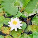 사라실 라벤더 단지 이미지