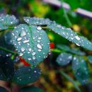 아침들녘 이미지