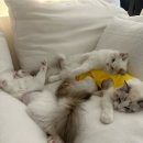 루크루시