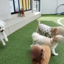 멍해피 애견유치원&호텔 이미지
