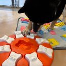 댕댕 하우스 이미지