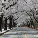 남이섬 진입로 자전거길 이미지