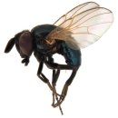 현저 공중화장실 | 해충의 종류와 정보-파리,모기,진드기,개미,바퀴벌레,쥐,기타 해충 /한국에서 발견되는 파리의 종류숲...