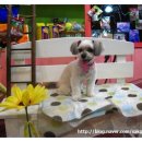 아띠펫살롱 이미지