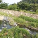 부산(신녕) 이미지