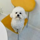 지나댕댕 이미지