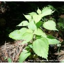 저지오름 이미지