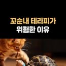 꼬순네