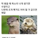 수달과 해달 구분하는 방법 이미지