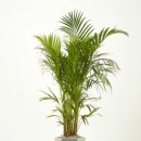 식물로부터 이미지