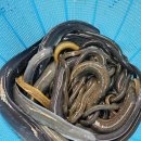 민물건강원 이미지