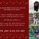 실버토이푸들 성견이되면 더 만족해요!