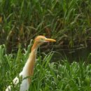 황로(Cattle egret) 이미지