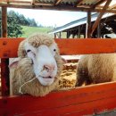 왕성목장 이미지