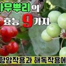 인동초의 놀라운효능 이미지