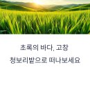 초록바다 | 전북 고창 청보리밭, 초록의 바다에 빠지다