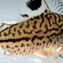 Corydoras leopardus &amp; C110 Rio Purus 이미지