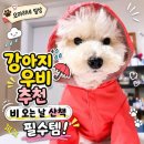 강아지 우비 추천☔ 장마철 비 오는 날 산책 필수템 사용 후기