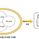 환경사이언스-미생물로 온실가스 저감과 바이오플라스틱 생산 동시에 한다 이미지