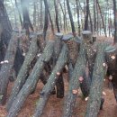 산너머남촌엔 이미지