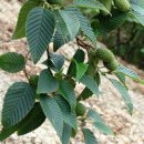 오리나무로 이미지