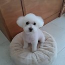 멍데이(meongday) | 강아지 털관리 스트레스, 매일매일 짜증 나지 않아요?