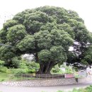 소동느티나무 이미지