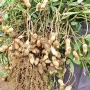 원일농장 이미지