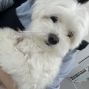 아모르 댕 이미지