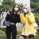 다솜 이미지