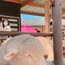 양평양떼목장 이미지