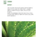 🌵암세포 킬러 유사나 알로엔즈 이미지