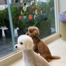 Onene(오네네) 이미지