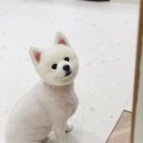 카멜리몽 이미지