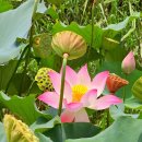 유기택「나무」 이미지