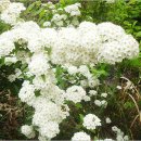 밥풀떼기 이미지