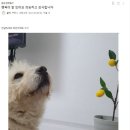 포피 우체통에 온 편지에 회신 드립니다. 이미지