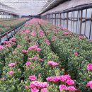 내리사랑 이미지