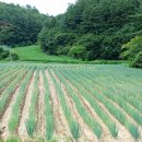 진부농장 이미지